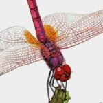 Field guide to the dragonflies of Britain and Europe