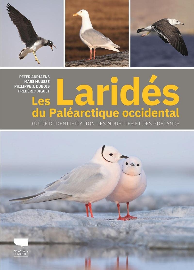 Laridees_du_palearctique_occidental